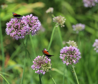 Allium angulosum (Chives) - Marginal Pond Plants - BP005A