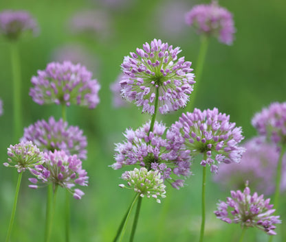 Allium angulosum (Chives) - Marginal Pond Plants - BP005A