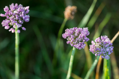 Allium angulosum (Chives) - Marginal Pond Plants - BP005A