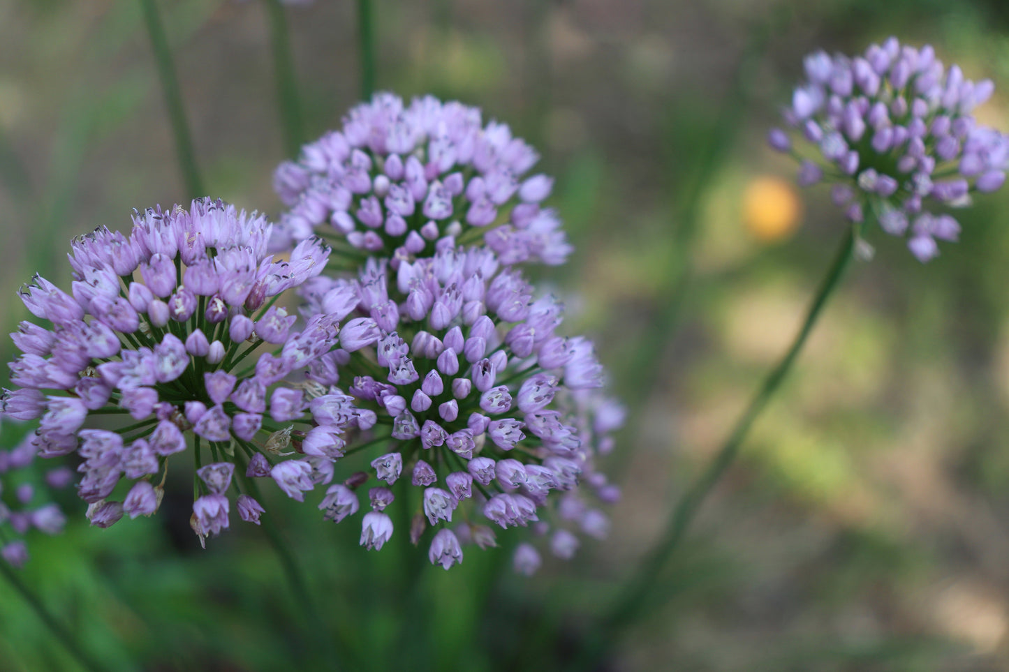 Allium angulosum (Chives) - Marginal Pond Plants - BP005A