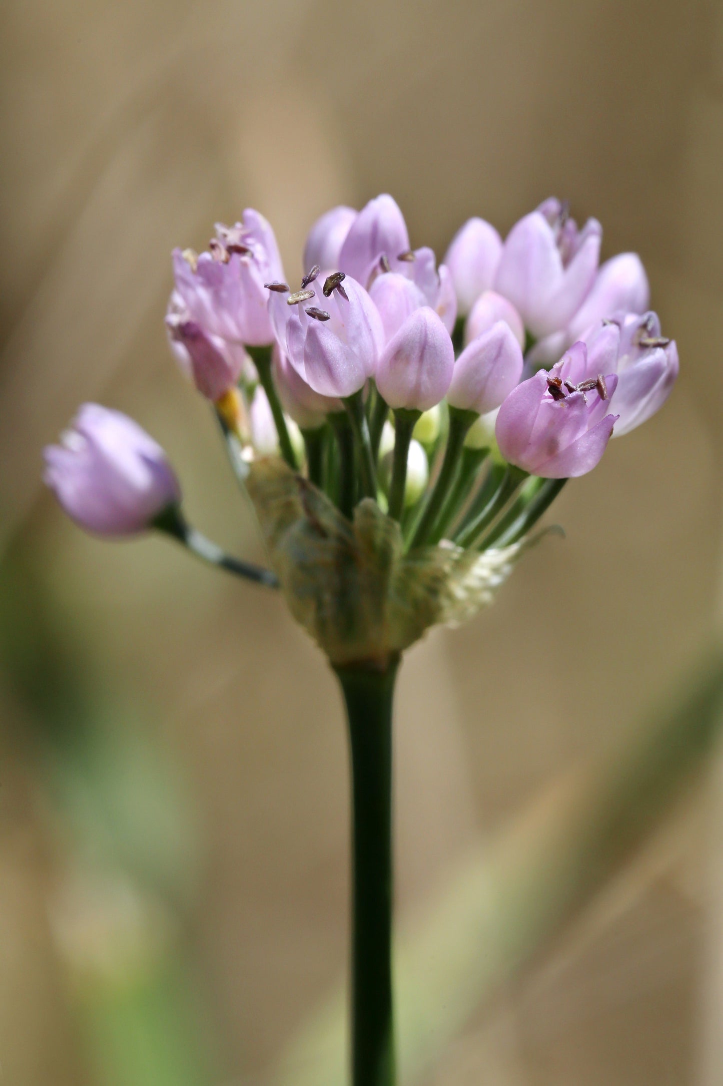 Allium angulosum (Chives) - Marginal Pond Plants - BP005A