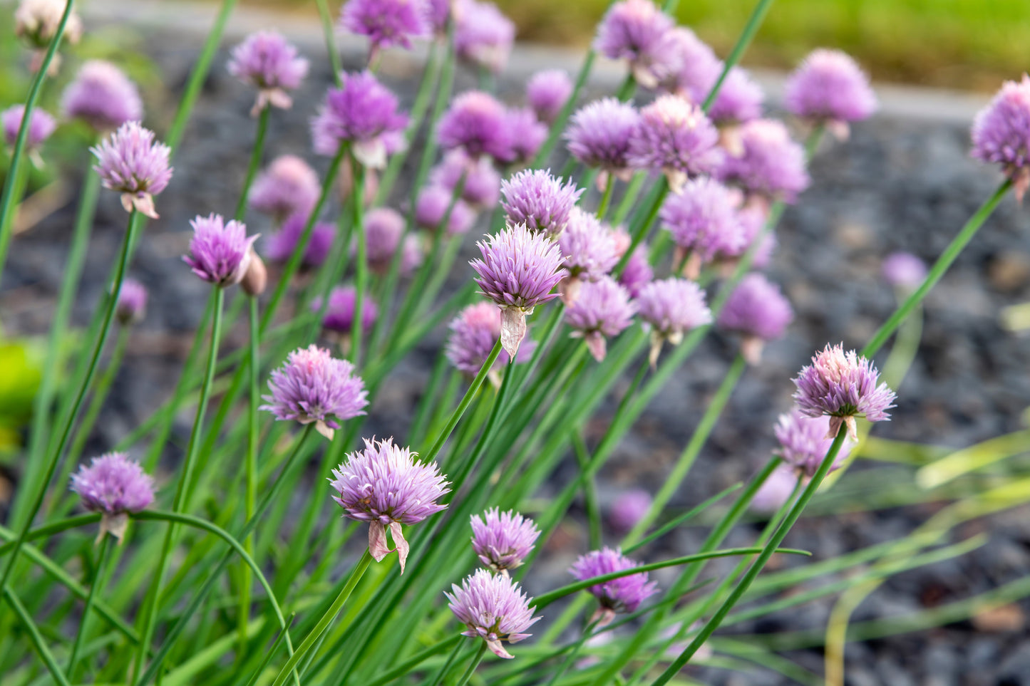 Allium schoenoprasum (Chives) - BP005 Packs