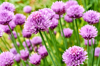 Allium schoenoprasum (Chives) - BP005 Packs