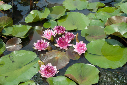 Perrys Almost Black water lily - pond plants - SW06
