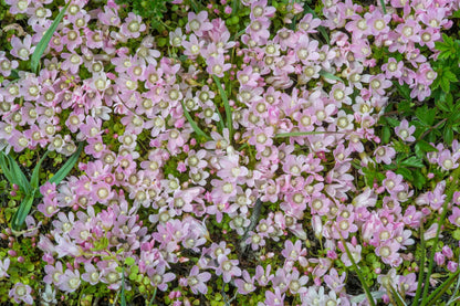 Anagellis Tenella - Marginal Pond Plants - BP006
