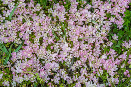 Anagellis Tenella - Marginal Pond Plants - BP006