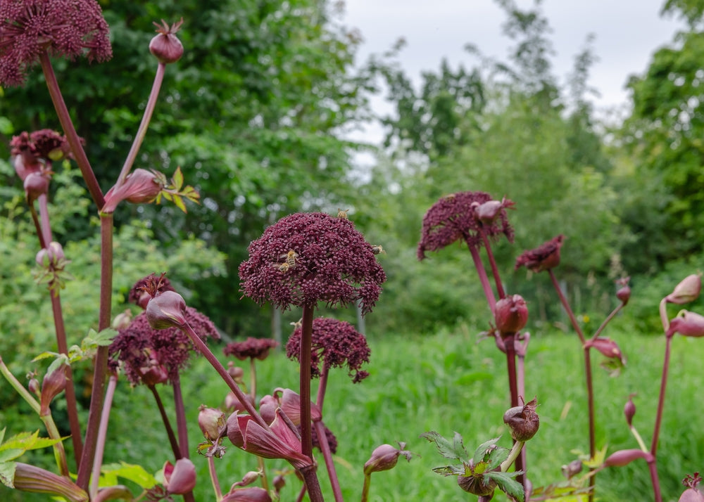 Angelica Gigas - BP008 Packs