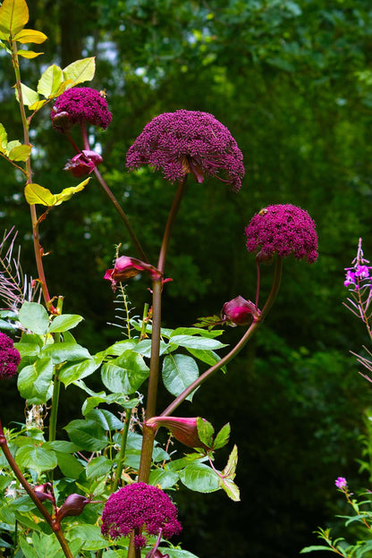 Angelica Gigas - Marginal Pond Plants - BP008