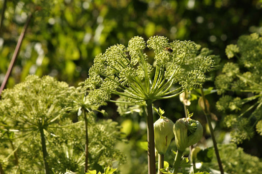 Angelica archangelica - Marginal Pond Plants - BP007