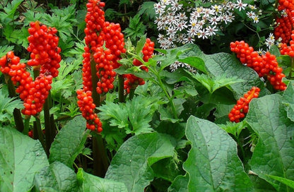 Arum italicum - BP009 Packs