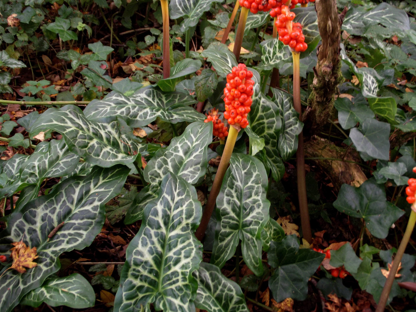 Arum italicum - BP009 Packs