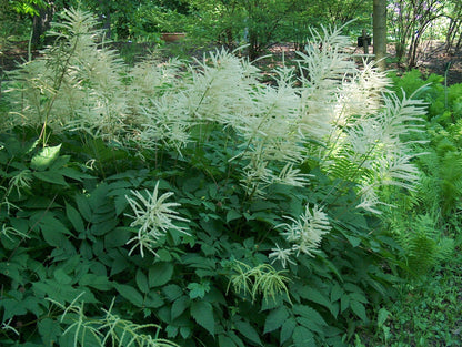 Aruncus Dioicus - BP010 Packs