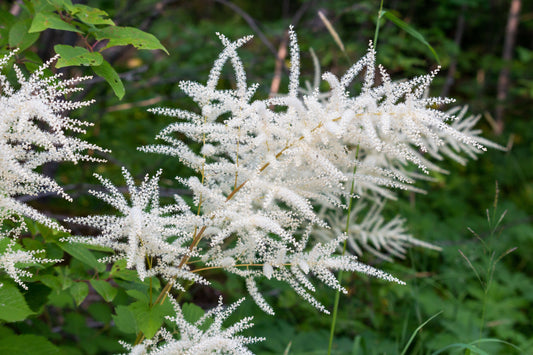 Aruncus Dioicus - BP010 Packs