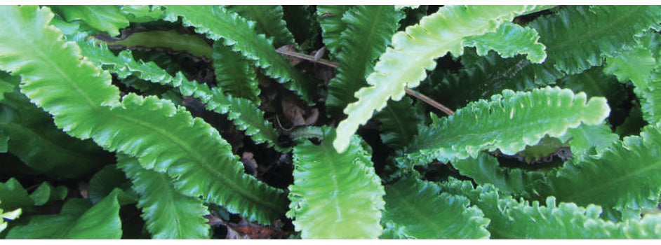 Asplenium scolopendrium angustatum - BP011 Packs