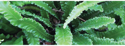 Asplenium scolopendrium angustatum - BP011 Packs