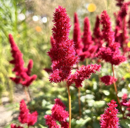 Astilbe Burgundy Red - BP013A Packs