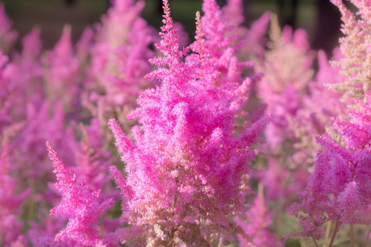 Astilbe Pink (Erika) - Marginal Pond Plants - BP013