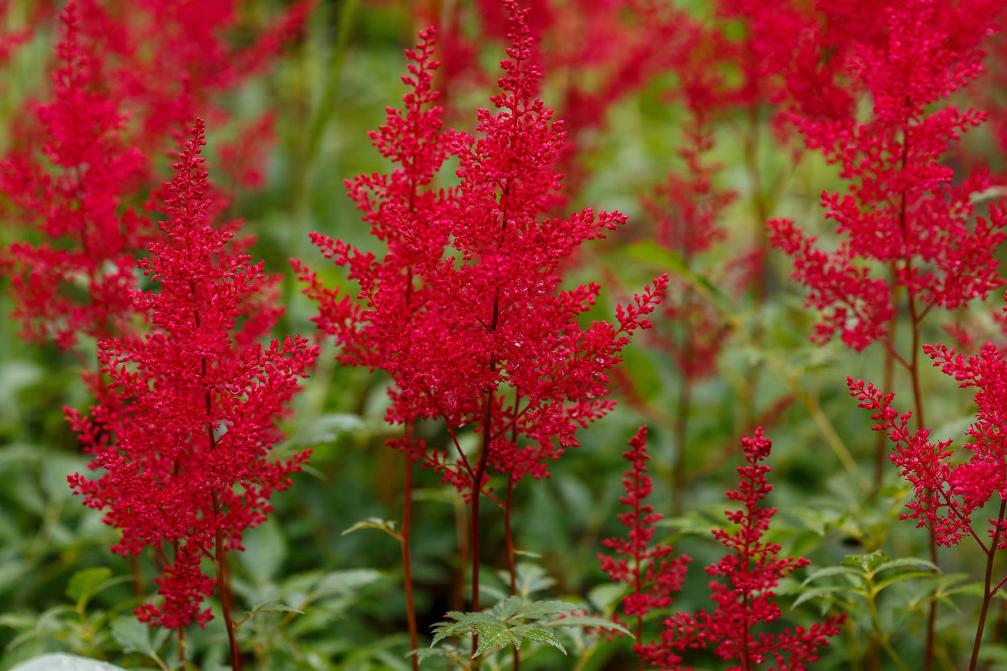 Astilbe red baron (False goats beard) - Marginal Pond Plants - BP015
