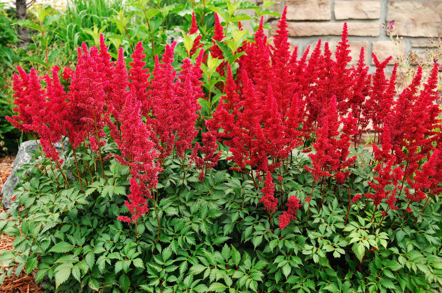 Astilbe red baron (False goats beard) - Marginal Pond Plants - BP015