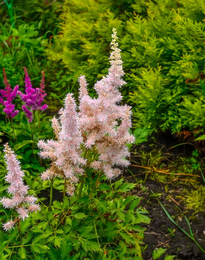 Astilbe Salmon Pink (Strassenfeder) - BP015A Packs