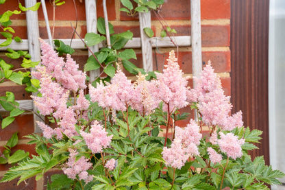 Astilbe Salmon Pink (Strassenfeder) - BP015A Packs