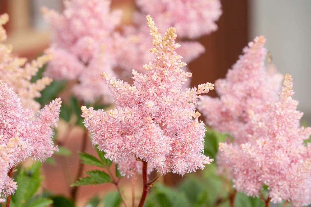 Astilbe Salmon Pink (Strassenfeder) - BP015A Packs