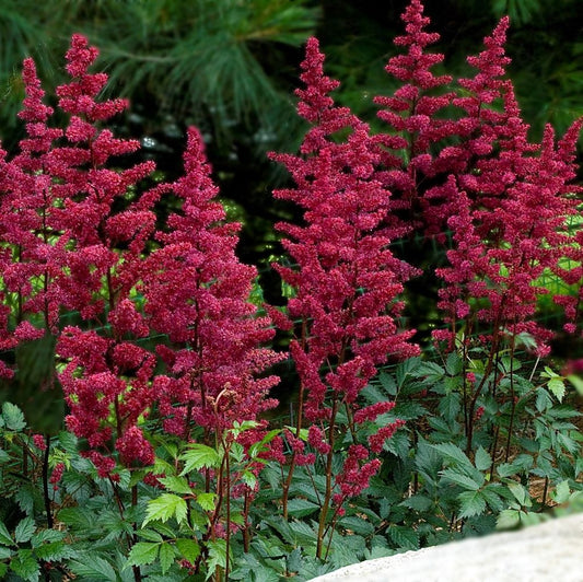 Astilbe Red Baron - BP015 Packs
