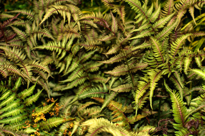 Athyrium Niponicum 'Metallicum' - BP016 Packs