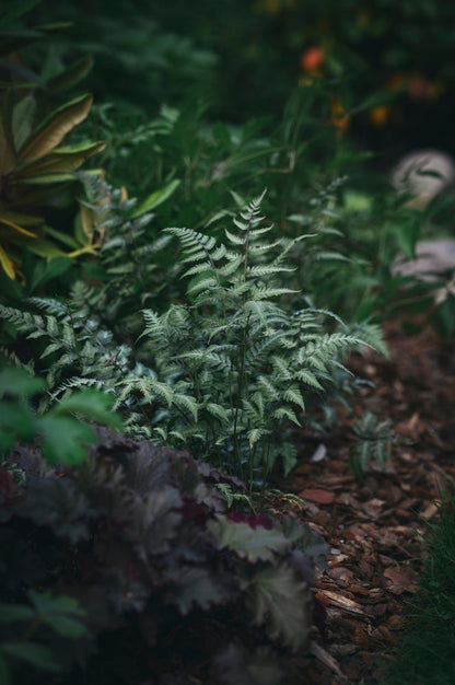Athyrium Niponicum 'Metallicum' - BP016 Packs