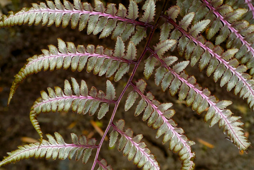 Athyrium Niponicum 'Red Beauty' - BP018A Packs