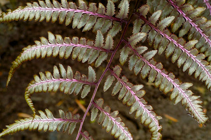 Athyrium Niponicum 'Red Beauty' - BP018A Packs