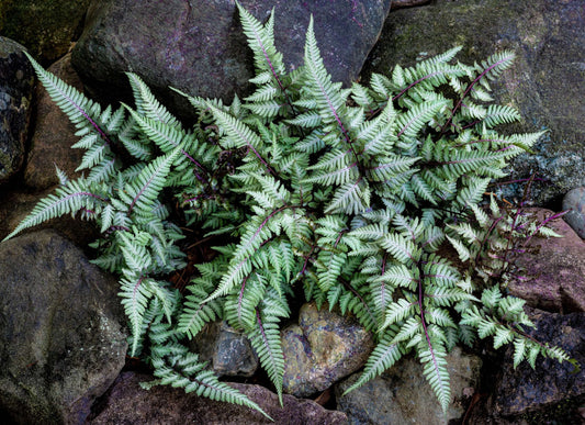 Athyrium Niponicum 'Ursulas Red' - Marginal Pond Plants - BP018