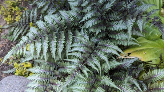 Athyrium niponicum 'Pewter Lace' - BP017 Packs