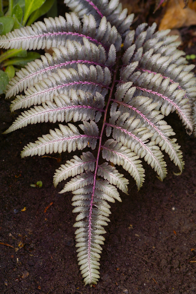Athyrium Niponicum 'Ursulas Red' - BP018 Packs