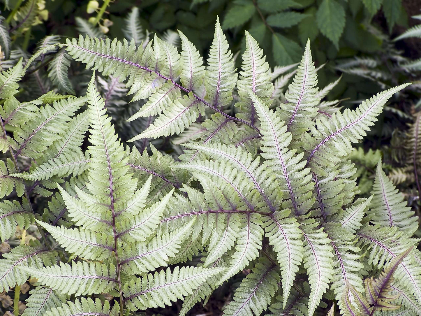 Athyrium niponicum 'Pewter Lace' - Marginal Pond Plants - BP017