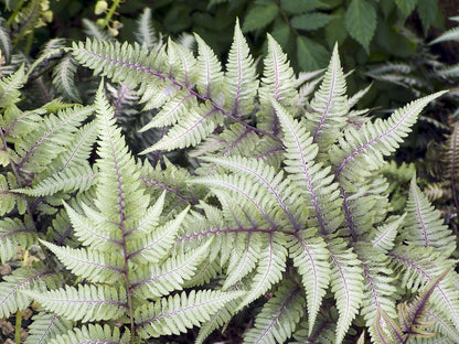 Athyrium niponicum 'Pewter Lace' - Marginal Pond Plants - BP017
