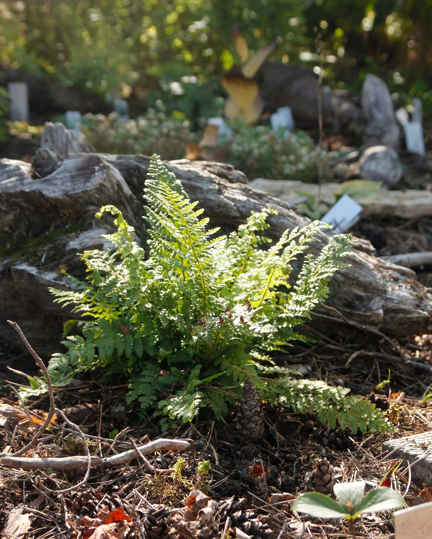 Athyrium Otophorum Okanum - BP019 Packs