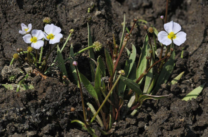 Baldellia ranunculoides (Lesser water plaintain) - Marginal Pond Plants - MP010