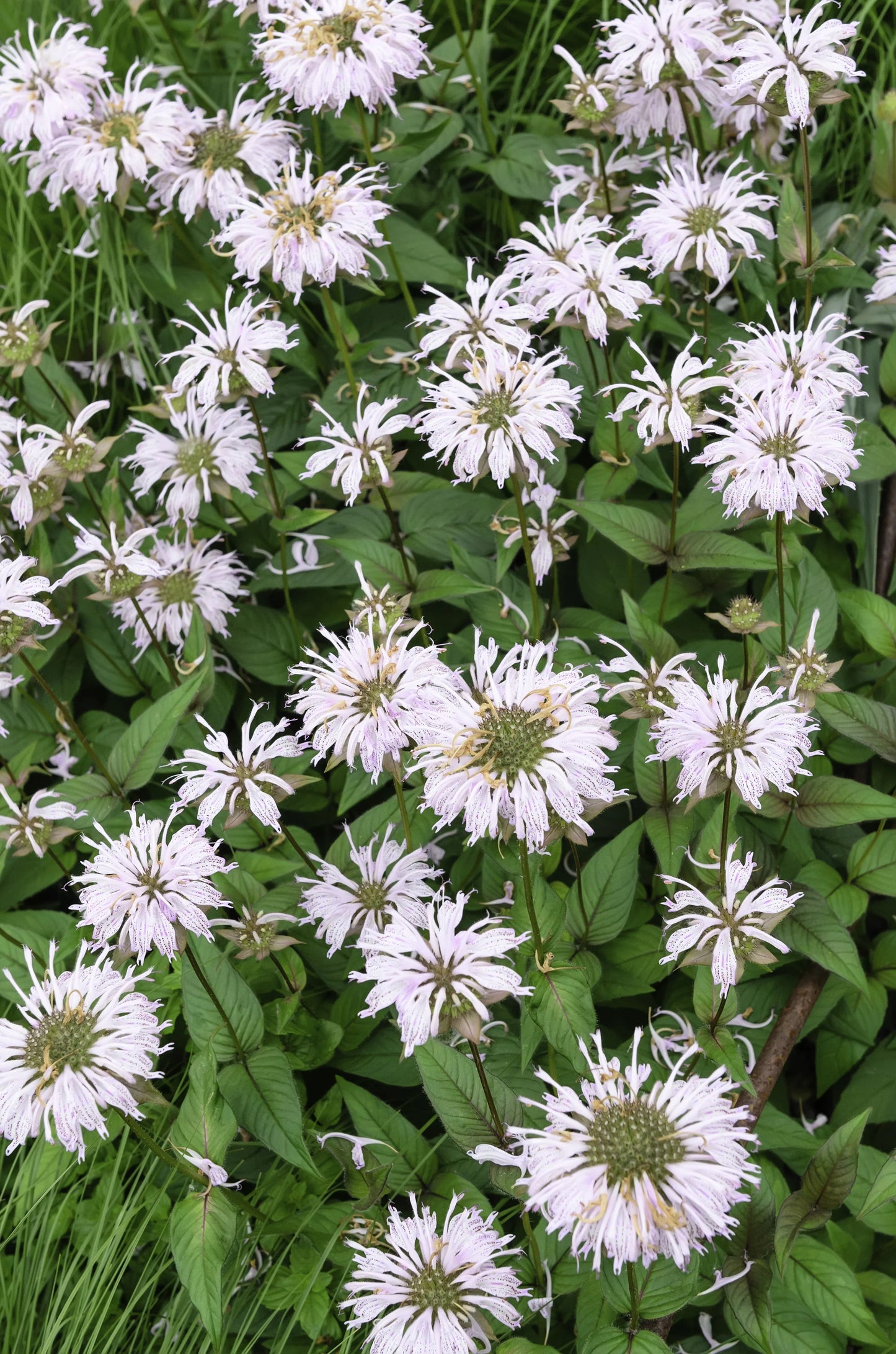 Monarda 'Bee-Bright'  - Marginal Pond Plants - BP085A