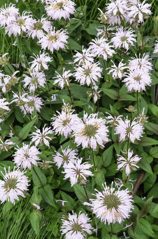 Monarda 'Bee-Bright'  - Marginal Pond Plants - BP085A