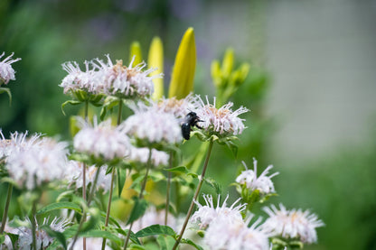 Monarda 'Bee-Bright'  - Marginal Pond Plants - BP085A