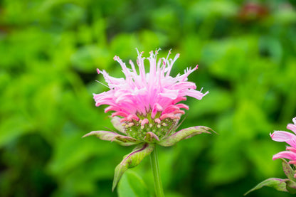 Monarda 'Bee-Lieve' - BP084 Packs