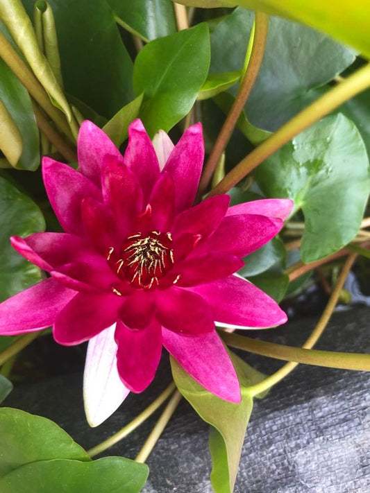 Black Princess water lily - pond plants - MW31