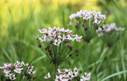Butomus umbellatus  'Schneeweißchen' - Marginal Pond Plants - MP012