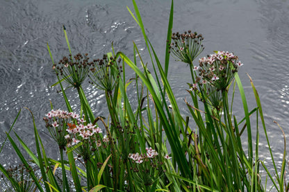 Butomus umbellatus (Flowering rush) - Marginal Pond Plants - MP011
