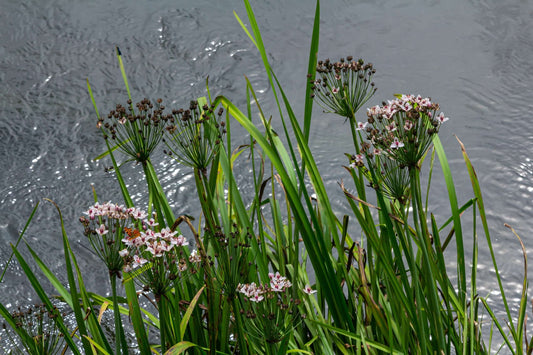 Butomus umbellatus (Flowering rush) - Marginal Pond Plants - MP011