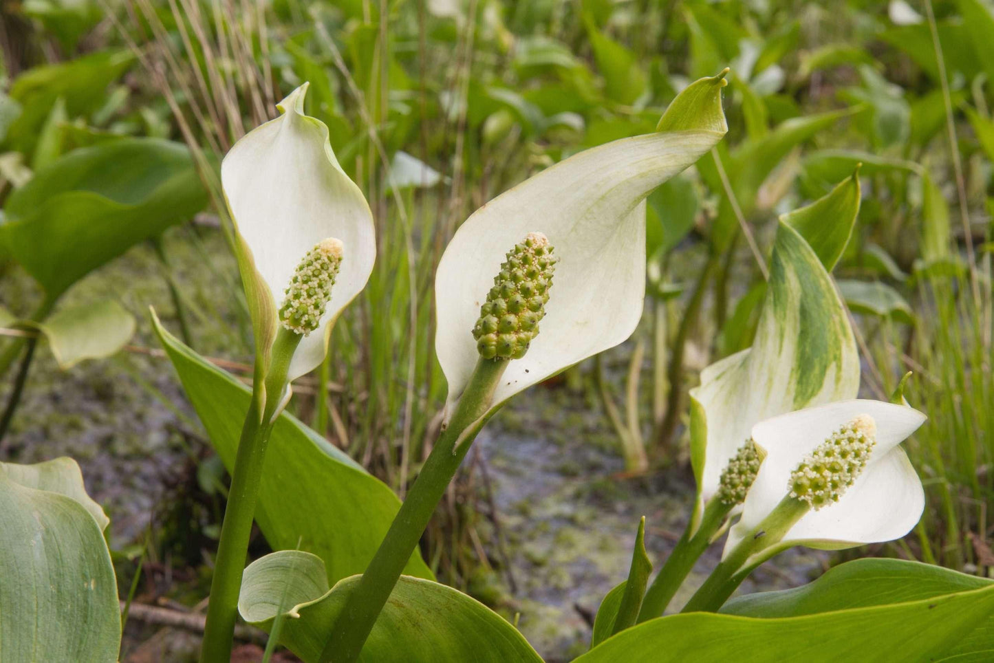 Calla palustris (Bog or Water arum) - Marginal Pond Plants - MP013