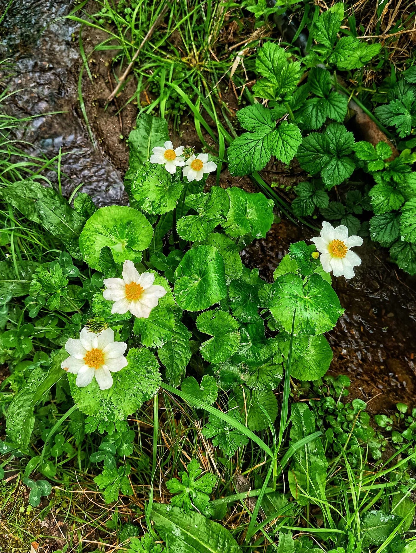 Caltha palustris (Leptosepala) - Marginal Pond Plants - MP016