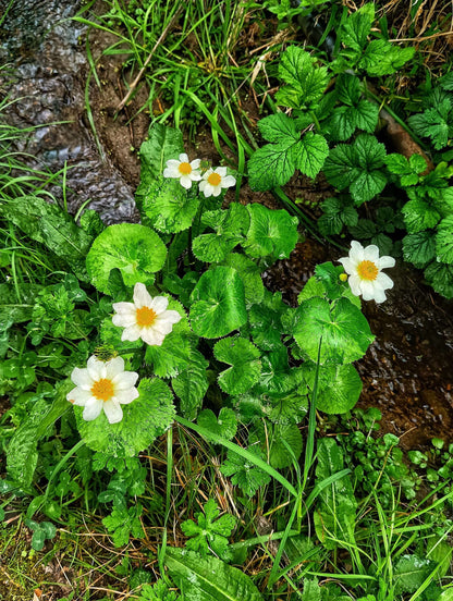 Caltha palustris (Leptosepala) - Marginal Pond Plants - MP016