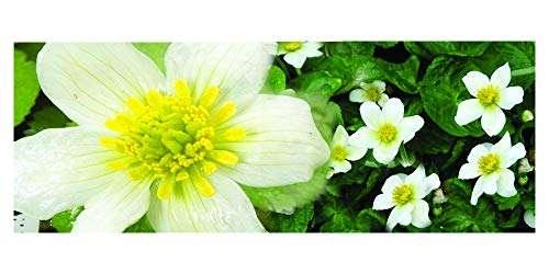 Caltha palustris alba (White marigold) - Marginal Pond Plants - MP015